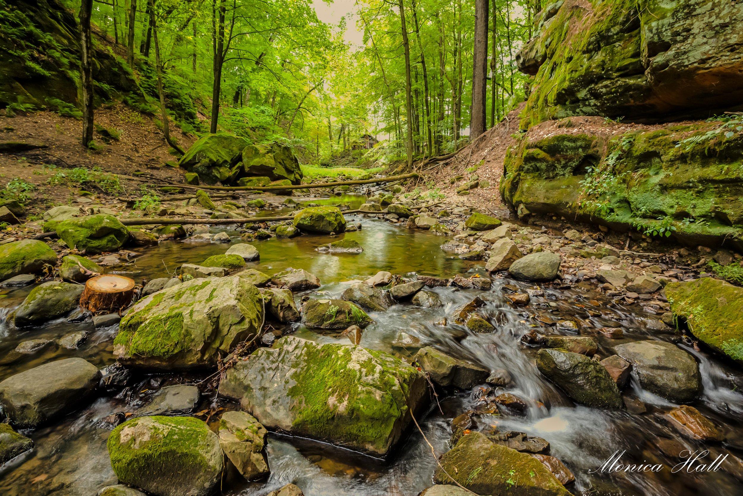 Prentice Creek flowing through the glen