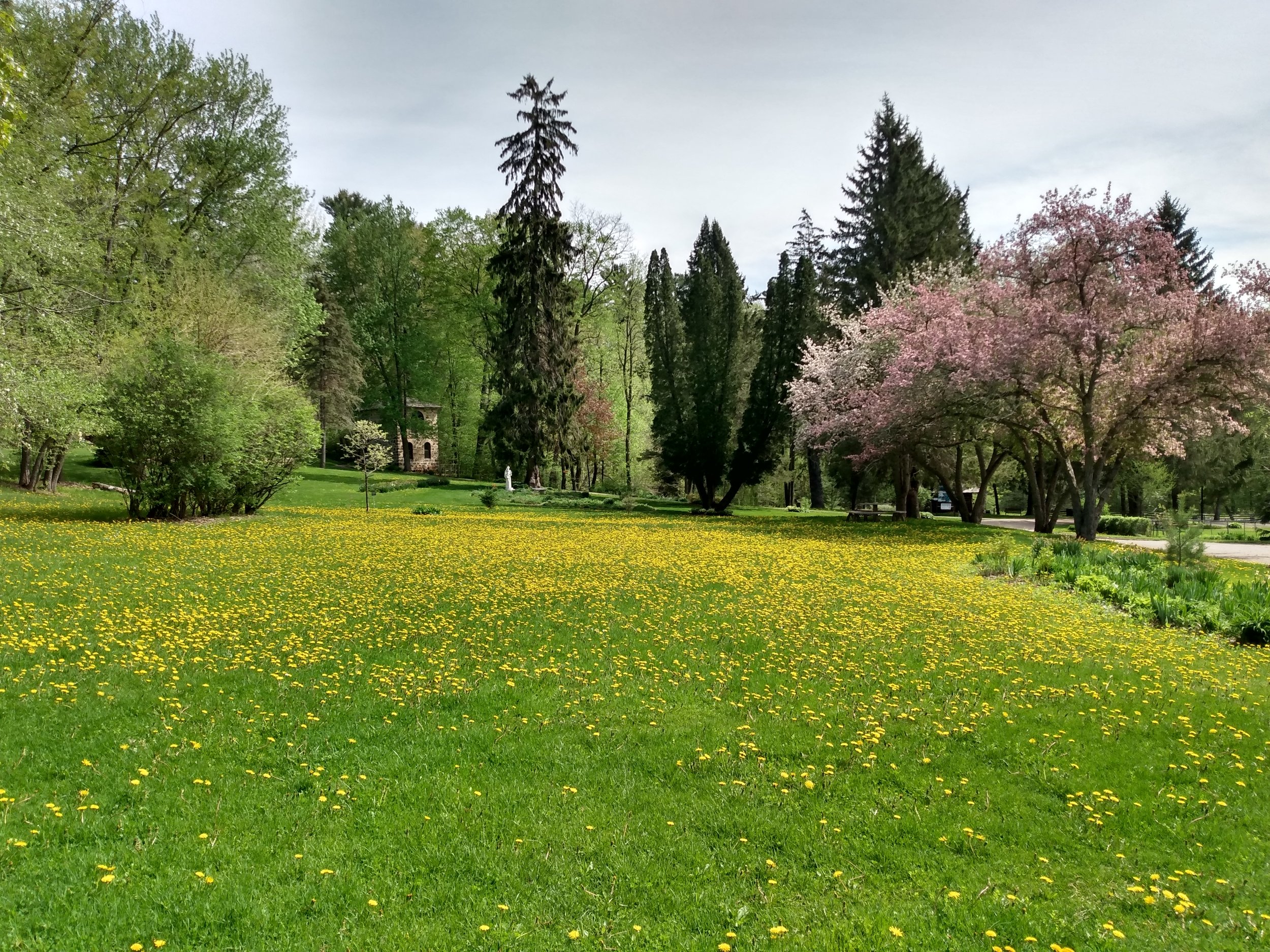 Spring wildflowers blooming in the glen